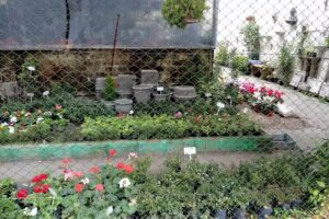 33 Flores – Flores & Gifts