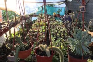 Agus! Cactus y crasas