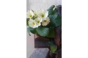 Artesanías en Kokedama