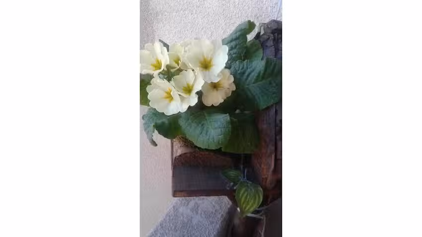 Artesan&iacute;as en Kokedama