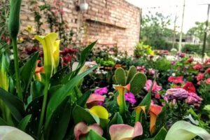 El Oasis Vivero y Floreria