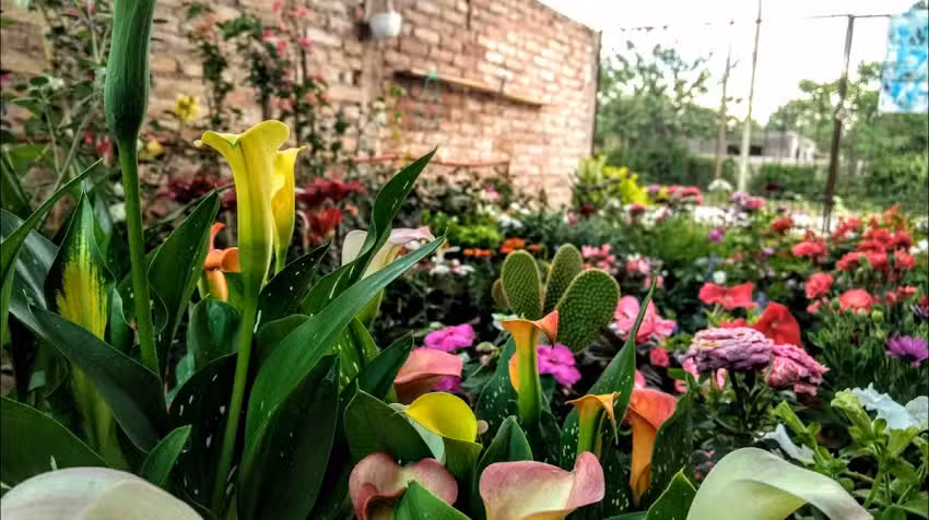 El Oasis Vivero y Floreria