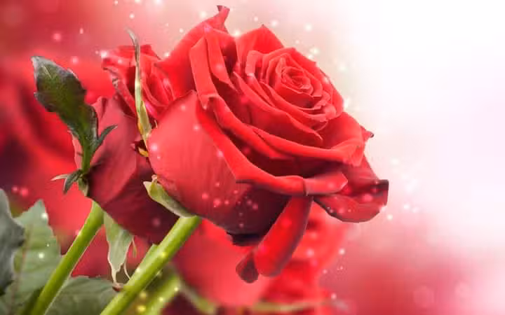 Florer&iacute;a Avenida