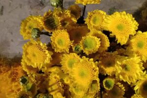 Florer&iacute;a de colores