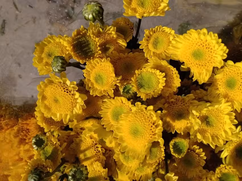 Florer&iacute;a de colores