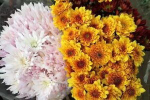 Florería De Los Ángeles