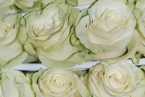 Florería el Mundo de Las Flores