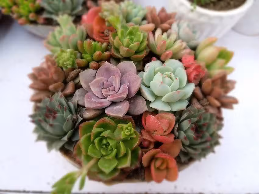 Florer&iacute;a Handi