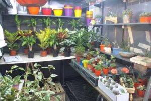 Floreria Juan Carlos las mejores plantas y flores de la zona