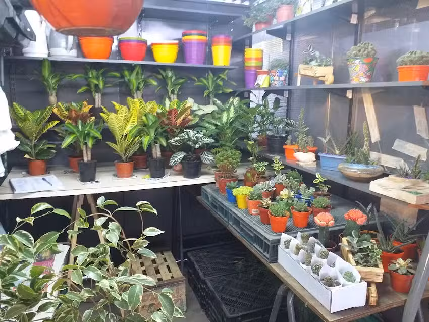 Floreria Juan Carlos las mejores plantas y flores de la zona