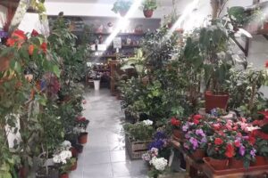 Florería Los Jacintos