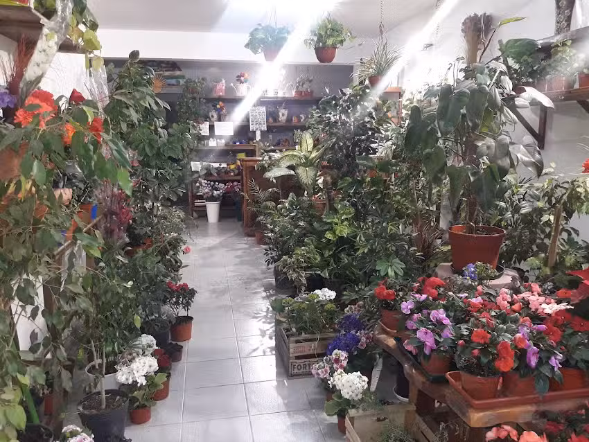 Florer&iacute;a Los Jacintos