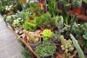 Florer&iacute;a P&eacute;rez