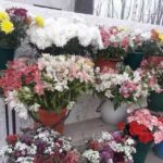 Florer&iacute;a San Cayetano