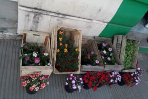 Floreria y vivero crear