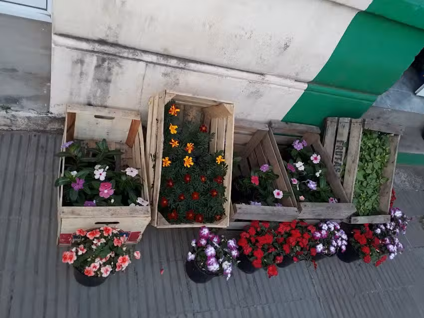 Floreria y vivero crear