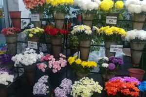 Floreria y Vivero El Paraiso