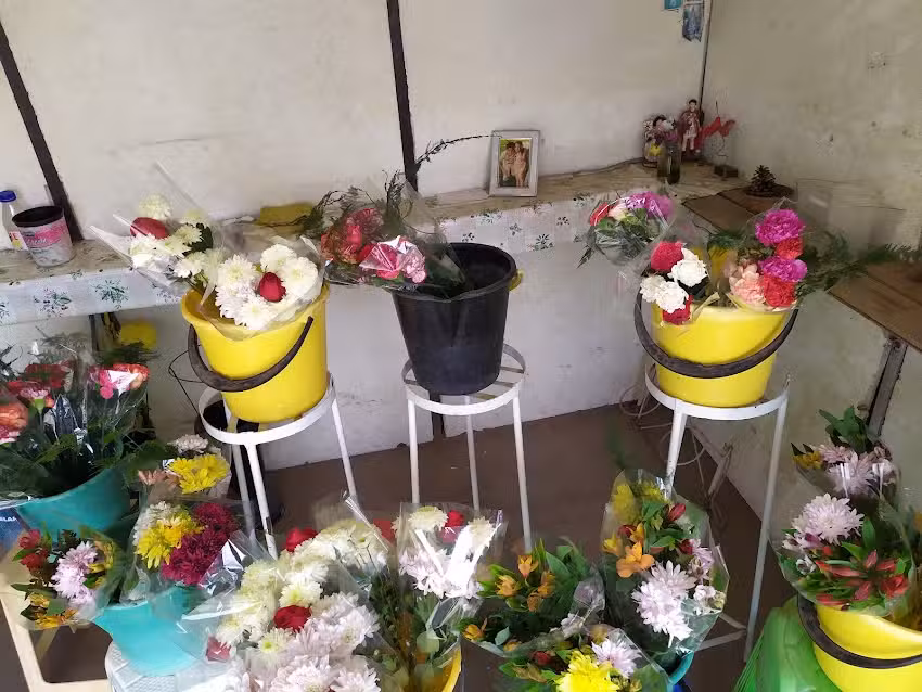 Flores &ldquo;Cat&iacute;&rdquo;