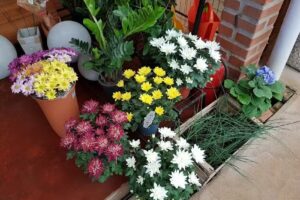 Floricultura FlorAlem