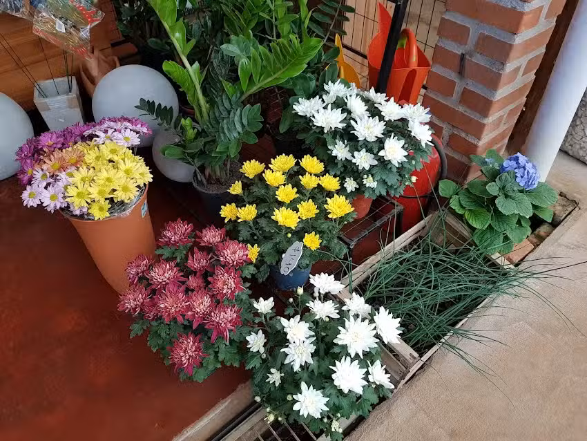 Floricultura FlorAlem