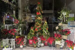 Fotos&iacute;ntesis Plantas y deco