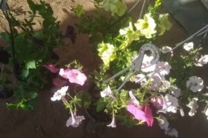 🌹LA CANTERA vivero🌹