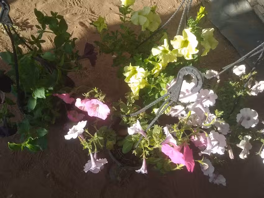 🌹LA CANTERA vivero🌹