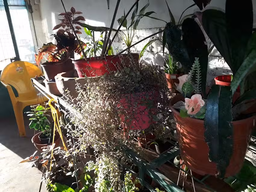 Plantas Y M&aacute;s