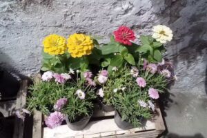 Planteria Los 4 Nietos