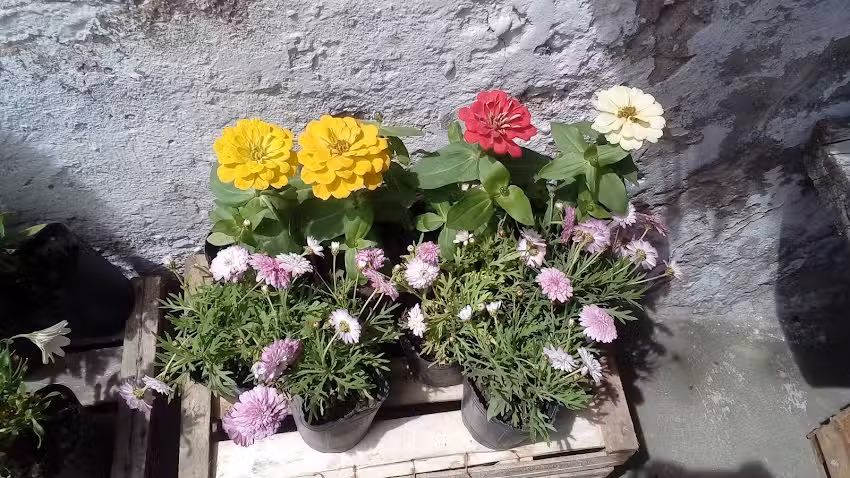 Planteria Los 4 Nietos