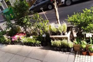 Ritucci Plantas Decoracion Interiores y Exteriores