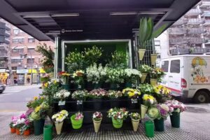Rosanna – Plantas y Flores
