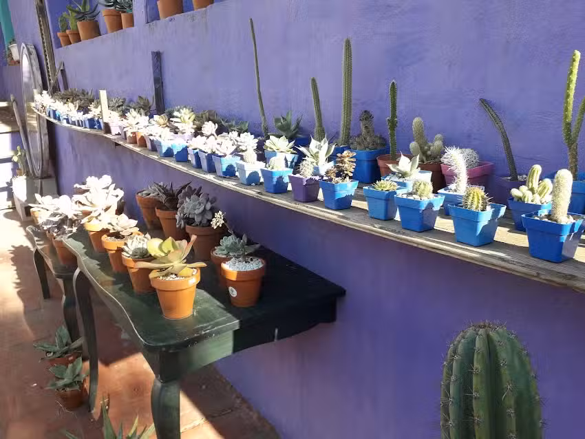 Suculentas del Soho