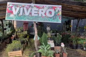 Vivero