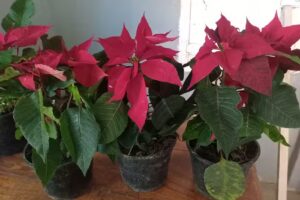 vivero &ldquo;ARTEMISA&rdquo;