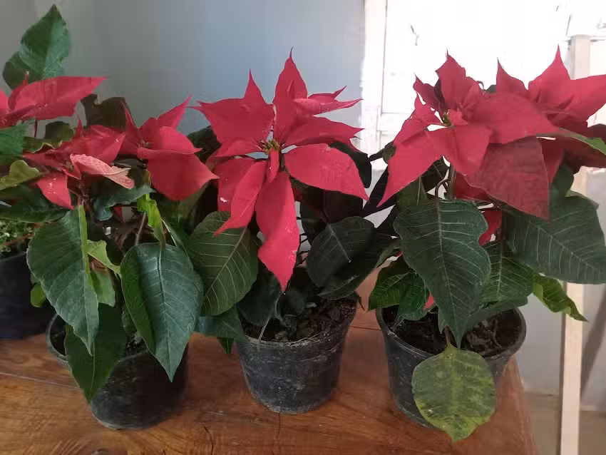 vivero &ldquo;ARTEMISA&rdquo;