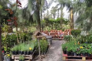 Vivero El Tano Bondiola