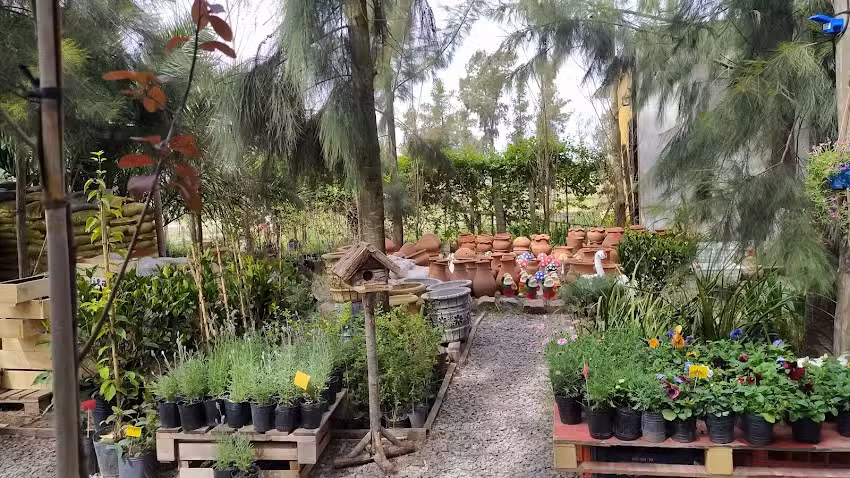 Vivero El Tano Bondiola