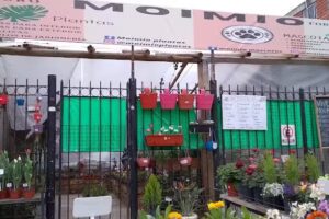 Vivero moimio plantas