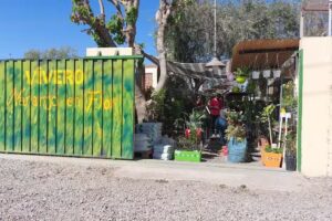 Vivero Naranjo en Flor