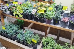 Vivero y florer&iacute;a &ldquo;Virgen de la Cobr&eacute;ra&rdquo;