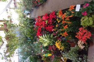 Vivero y Floreria Yelen