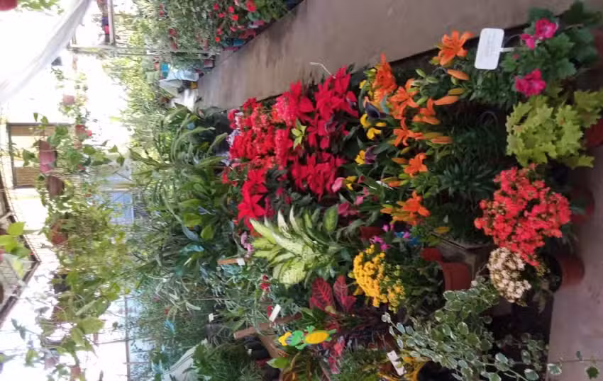 Vivero y Floreria Yelen