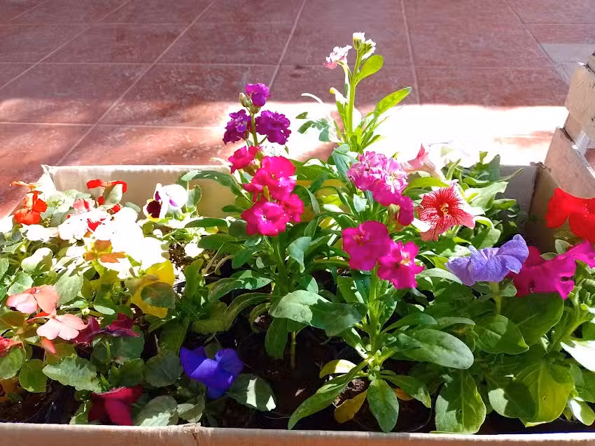 vivero